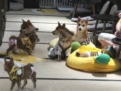 -逗柴咖啡屋·狗咖猫咖宠物桌游