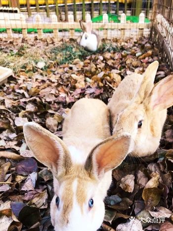 开心农场~不一样的遛娃