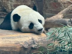 -石家庄市动物园