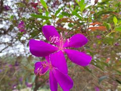 -南国桃园旅游度假区