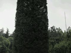-宋庆龄陵园