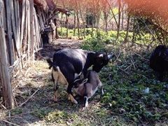 -森波拉火山温泉