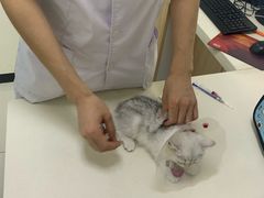 -全心全意连锁动物医院·微创中心·内科急重症·心脏专科(丰管路店)