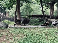 -都江堰中华大熊猫苑