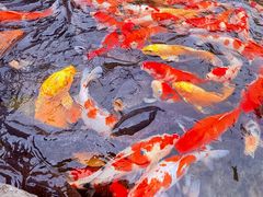 -青岛鑫江温德姆酒店