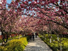 -高东镇樱花园