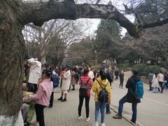 -武汉大学-樱园