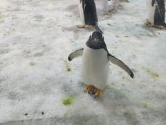 -大连圣亚海洋世界