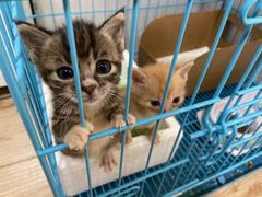 -派特宠物医院(圆融广场店)