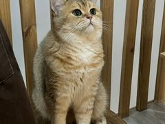 -柴迷FANS CLUB·柴犬狗咖·猫咖