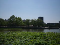 -莲花池公园