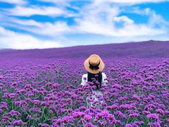 -紫颐香薰山谷景区