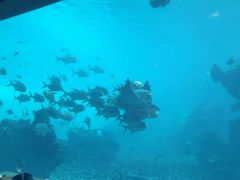 -海棠湾洲际-涛·海底餐厅·美人鱼·自助餐·海底隧道