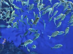 -成都浩海立方海洋公园