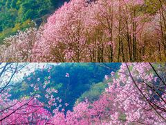 -九皇山景区