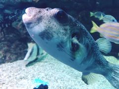 -烟台海昌鲸鲨海洋公园