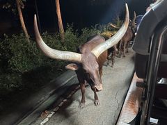 -清迈夜间动物园