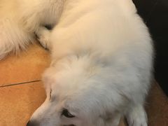 -more than meow吴止猫主题餐厅(承德 中船汇店)