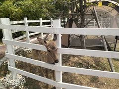 -金鸡湖桃花岛