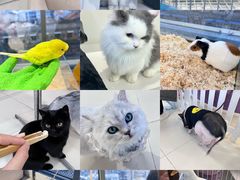 -怪兽屋·羊驼·猫咖·狗咖(俊华广场店)