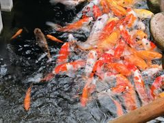 -上海大自然野生昆虫馆(东方明珠·爬宠昆虫探索中心)