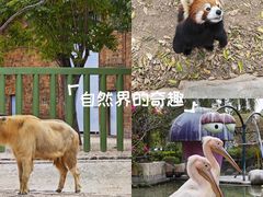 -灵玲国际马戏城