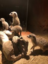 -酷嗒动物文化乐园(cutezoo西溪乐天城店)