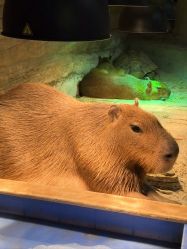 -Zoolung Zoolung动物主题公园(海信广场店)