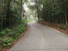 -铁山坪森林公园