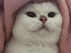 -创凡宠物医院·骨专科  猫科中心(西乡分院)