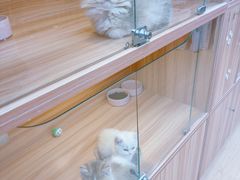 -猫十亿·布偶金渐层·曼基康矮脚猫舍(青年路店)