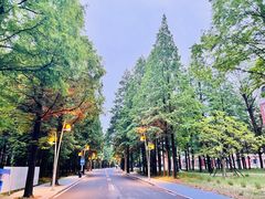 -日照海滨国家森林公园