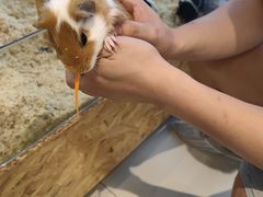 -怪兽屋·羊驼·猫咖·狗咖(俊华广场店)