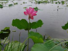 -荷塘月色湿地公园·向阳花洲