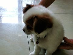 -仁华宠物医院(青羊店)