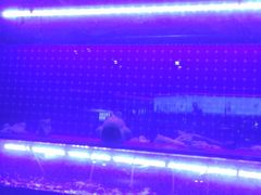 -蜀香三绝·牛蛙·烤鱼·天府炒鸡(安丘泰华店)