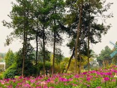 -铁山坪森林公园