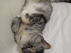 -纳吉亚猫专科动物医院博雅分院