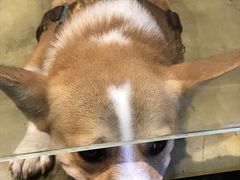 -八公叔叔宠物美容连锁(春申店)