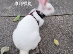 -美美宠物诊疗中心·异宠·骨科(滨江东信分院)