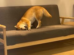 -南京Hallo宠物乐园·哈罗犬舍·柴犬繁育基地