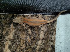 -酷以爬仙阁实体爬宠店·守宫·蜥蜴·专业繁育