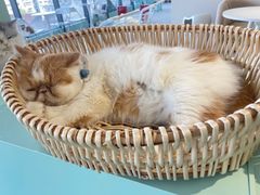 -怪兽屋·羊驼·猫咖·狗咖(俊华广场店)