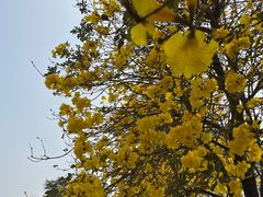 -天适樱花悠乐园