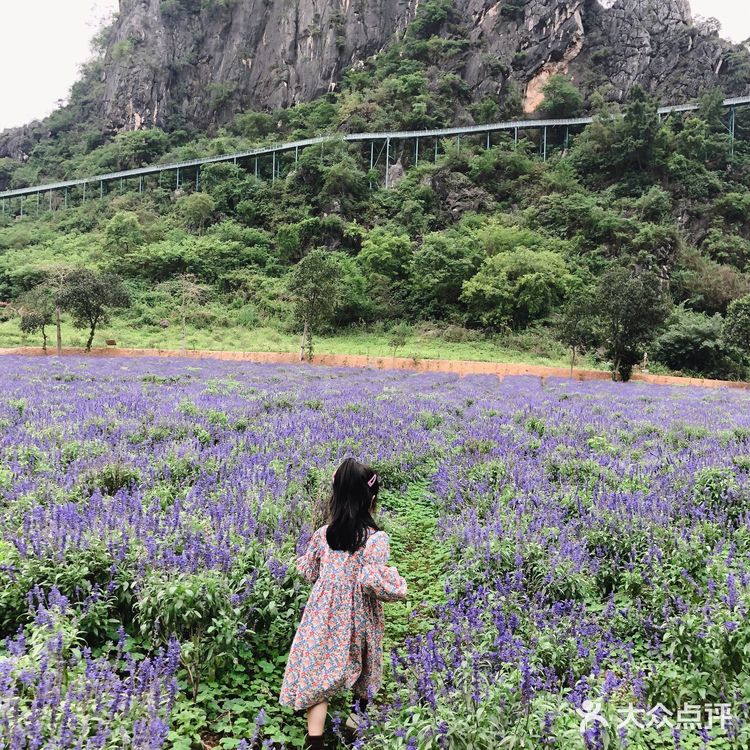 置身花海小火车