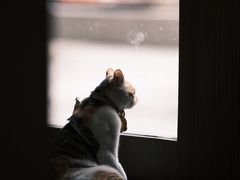 -Again Coffee Roaster(香蜜湖店)