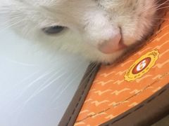 -安安宠医·安宠宠物医院