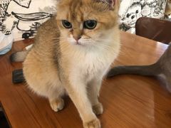 -猫小院猫主题餐厅(三里屯店)