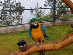 -西霞口神雕山野生动物世界