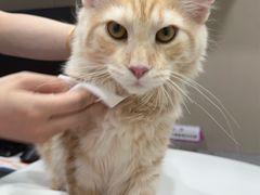 -四月宠物医院·猫专科·心脏专科·内科(转塘店)